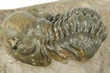 Reedops Trilobite - Atchana, Morocco #311150-2